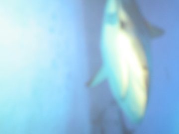 Seaside_big_waves_2007 005.JPG