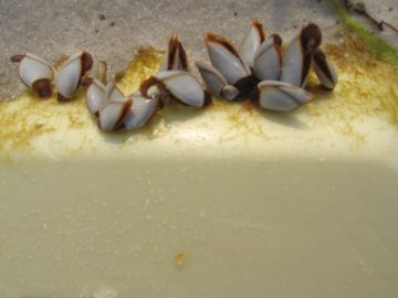 seaside_beach_2007 026.JPG