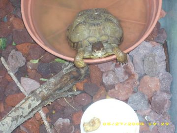 Rachaels_Summer_2008 052.JPG