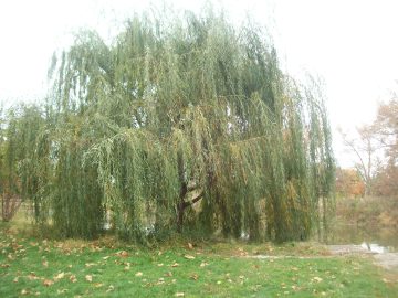 Natalie's pics 065.JPG