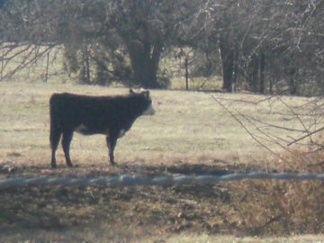 rachaels winter pics 2008 020.jpg