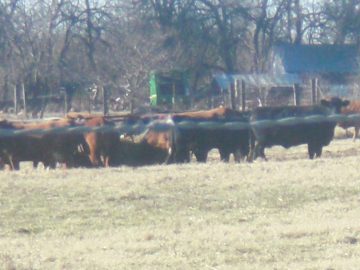 rachaels winter pics 2008 021.jpg