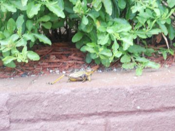 Rachaels freaking photos. 2011 029.JPG