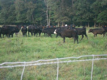 abcdefgasdfghjkl 030.JPG