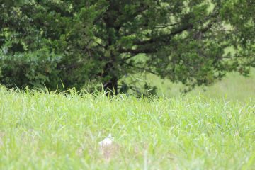 Lori's Pictures 063.JPG