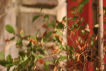 Lori's Pictures 116.JPG