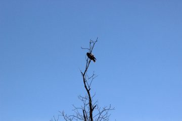 Lori's Pictures 123.JPG