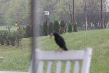 Lori's Pictures 227.JPG