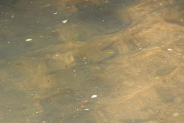 Lori's Pictures 279.JPG