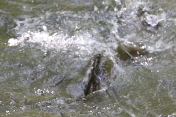 Lori's Pictures 280.JPG