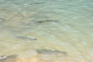 Lori's Pictures 309.JPG