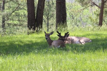 Lori's Pictures 323.JPG