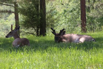 Lori's Pictures 324.JPG