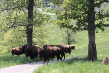 Lori's Pictures 329.JPG