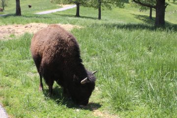 Lori's Pictures 335.JPG