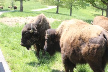 Lori's Pictures 339.JPG