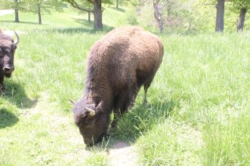 Lori's Pictures 340.JPG