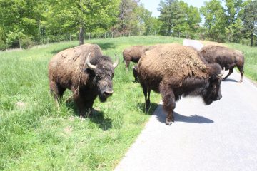 Lori's Pictures 341.JPG