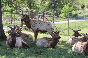 Lori's Pictures 345.JPG