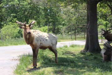 Lori's Pictures 347.JPG