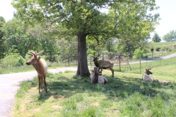 Lori's Pictures 348.JPG