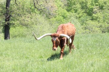 Lori's Pictures 360.JPG