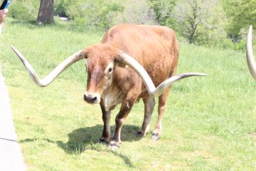 Lori's Pictures 365.JPG