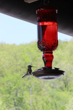 Lori's Pictures 250.JPG