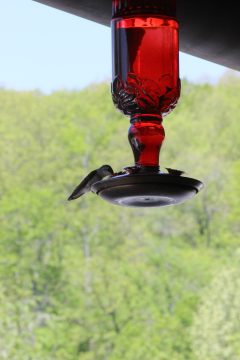 Lori's Pictures 251.JPG