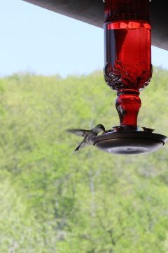 Lori's Pictures 252.JPG