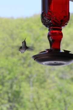 Lori's Pictures 253.JPG