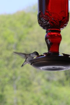 Lori's Pictures 254.JPG