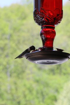 Lori's Pictures 256.JPG