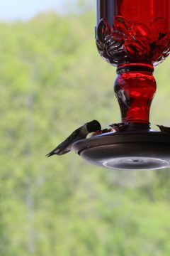 Lori's Pictures 257.JPG