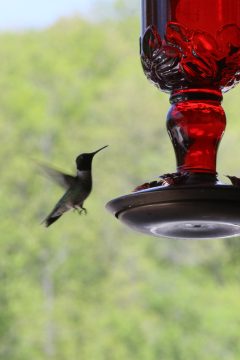 Lori's Pictures 258.JPG