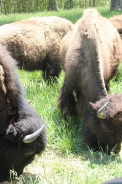 Lori's Pictures 331.JPG