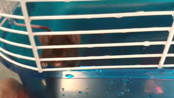 VID_20190915_160535407.mp4