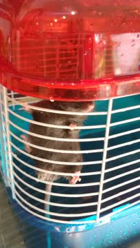 VID_20190915_160944311.mp4