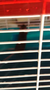 VID_20190915_161130913.mp4