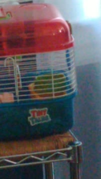 VID_20200229_130926823 (1).mp4