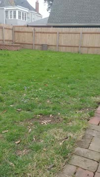 VID_20200412_151632841.mp4