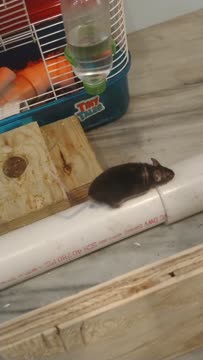 VID_20200423_203334990.mp4