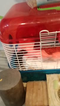 VID_20200423_204246436.mp4