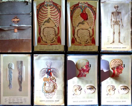 1886 Yaggy Anatomical Study of Human Anatomy