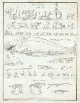 1835 Bradford Chart of the Comparative Sizes of the World's Animals