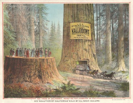 1883 Griswold Chromolithograph Advertisment 'Big Trees of California'