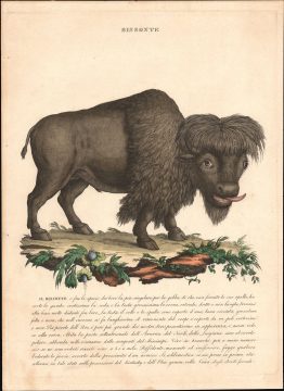 1750 Italian Zoological Print of an American Bison