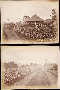 1890 Photograph of Buildings and Fields of the Brindjey Tobacco Estate, Sumatra