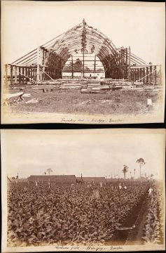 1890 Photograph of the Brindjey Tobacco Estate, Sumatra