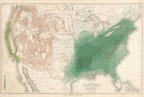 1884 Sargent Map of United States Depicting Hickory and California Laurel Trees